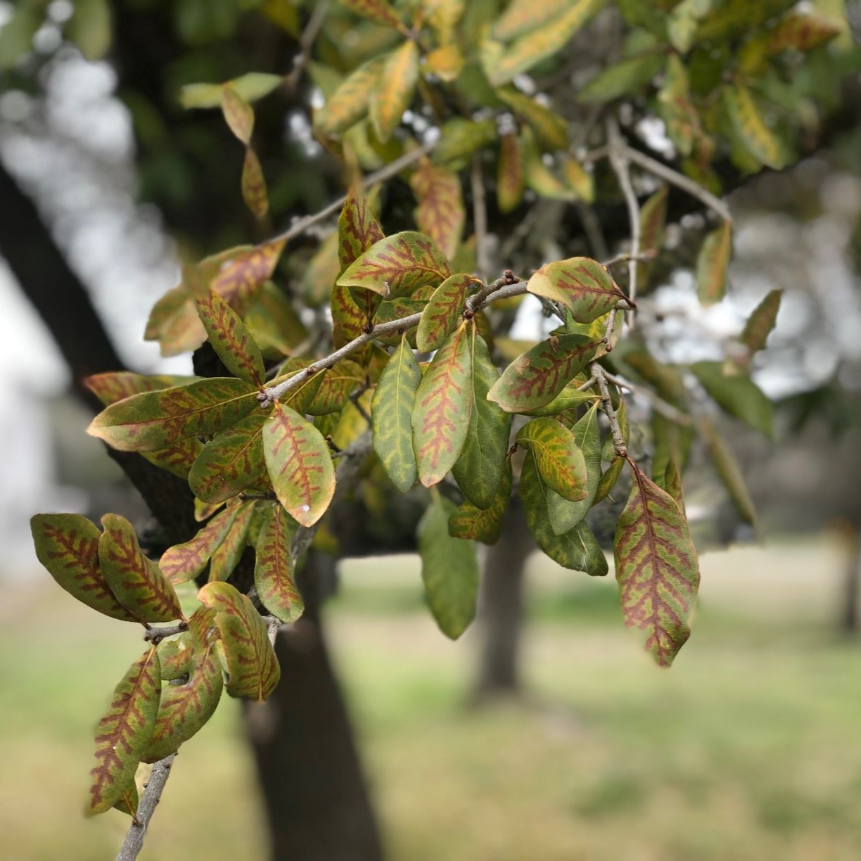 While winter is the ideal time to prune trees, pruning after recent droughts and freezes may cause more damage than good this year.